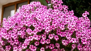 Petunie i surfinie to królowe letnich balkonów.