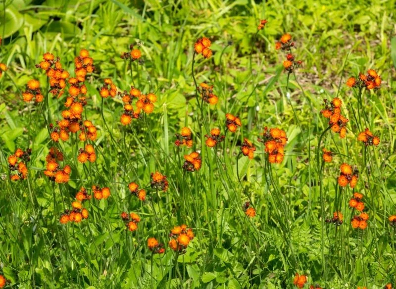 Z daleka w swoim środowisku roślina wygląda jak chwast, jednak rozsiana na skalniaku lub w towarzystwie innych gatunków łąkowych w wiejskim ogrodzi...