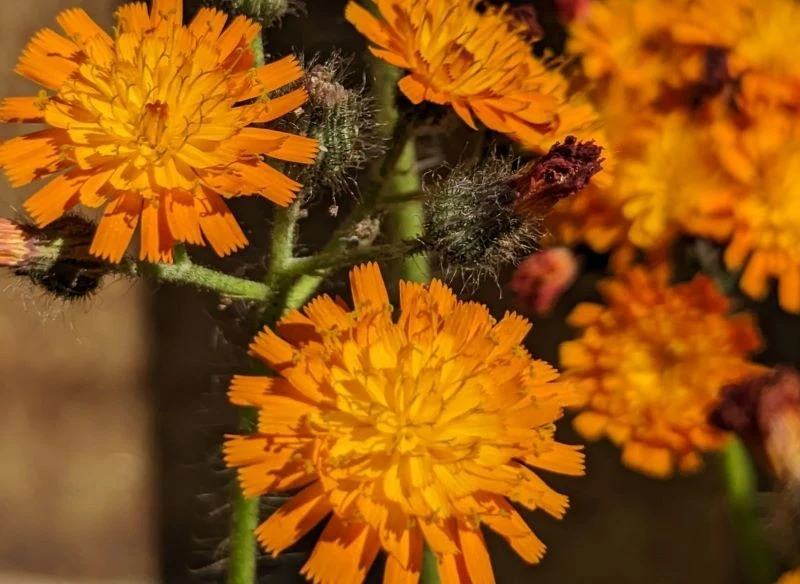 Kwiaty jastrzębca są zaskakująco symetryczne, jednak z daleka największą furorę mimo wszystko zrobi kolor - są intensywnie pomarańczowe z żółtawym ...
