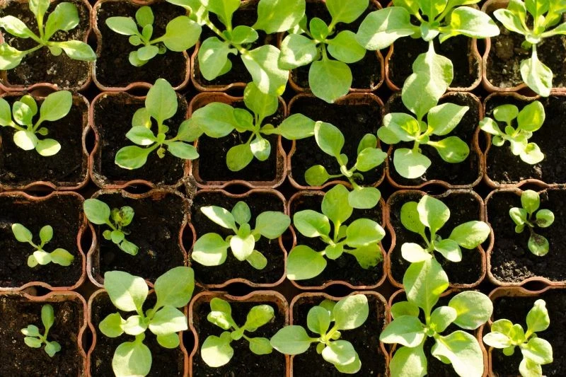 Kiedy siać petunie i surfinie na rozsadę