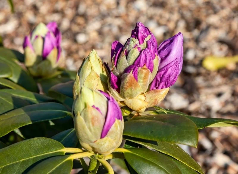 Z cięciem rododendronów na przedwiośniu trzeba uważać, bo niewłaściwie usuwając pędy, łatwo można ograniczyć ich majowe kwitnienie