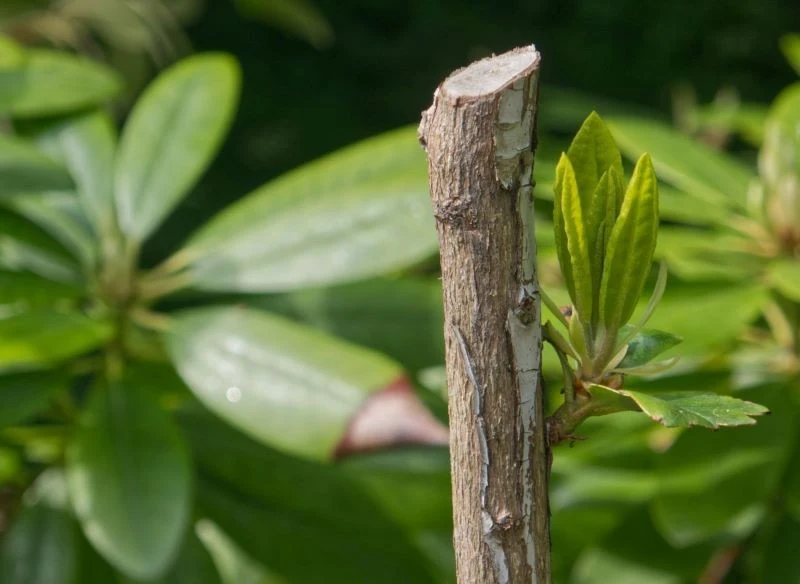 Prawidłowo przycięty starszy rododendron szybko wypuszcza nowe, zdrowiutkie i zielone pędy