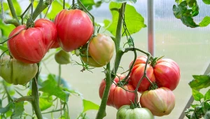 Najlepsze pomidory na przetwory są smaczne, mięsiste i z małą ilością nasion.