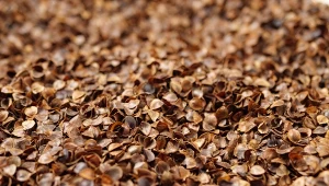 Czy łuski gryki to dobra alternatywa dla pelletu? Poznaj ich wady i zalety.