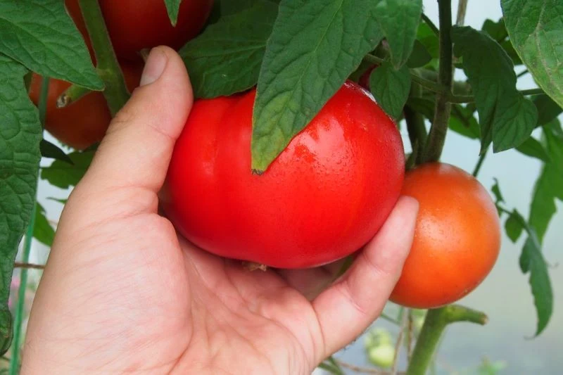 Siew pomidorów najlepiej zaplanować na marzec
