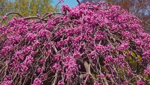 Karmazynowe kwiaty wyrastają z kory. Odmiany i uprawa judaszowca płaczącego