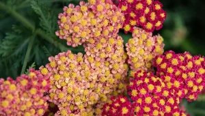 Krwawnik przyciąga do ogrodu nie tylko drapieżne owady, ale też wzbogaca glebę.