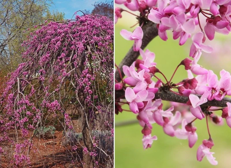 Kwiaty judaszowca płaczącego pojawiają się przed rozwojem liści