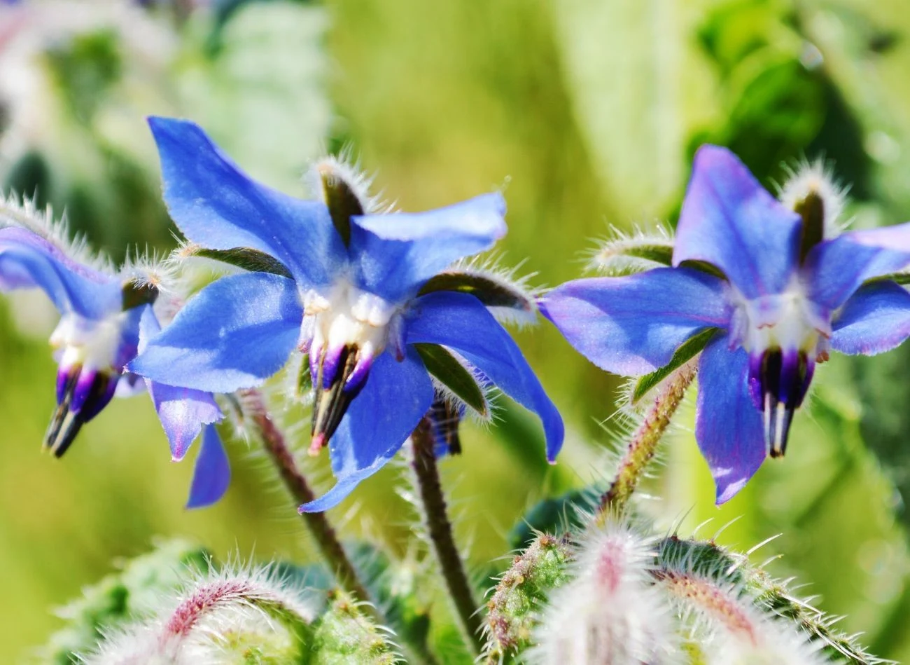 Ogórecznik to doskonały naturalny nawóz zielony, który sprawdza się w warzywniku.