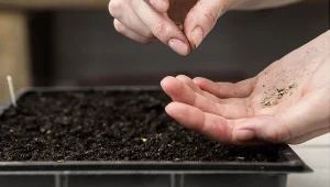 Pod koniec lutego posiej i wysadź te warzywa. Siew do gruntu i pod osłonami