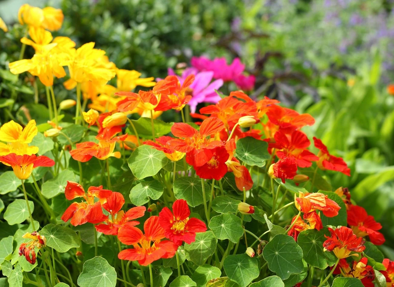 W ogrodzie warzywnym nie może zabraknąć nasturcji.