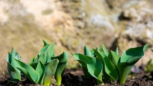 Pielęgnacja tulipanów w marcu obejmuje kilka łatwych zabiegów.