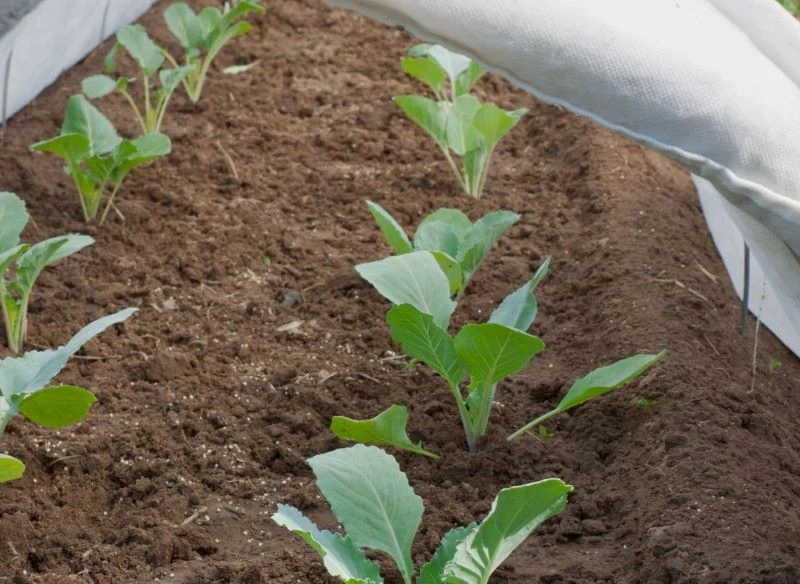 Sprawdź, które warzywa warto szybko przenieść z parapetu do inspektu, a które możesz od razu posiać w gruncie pod osłonami