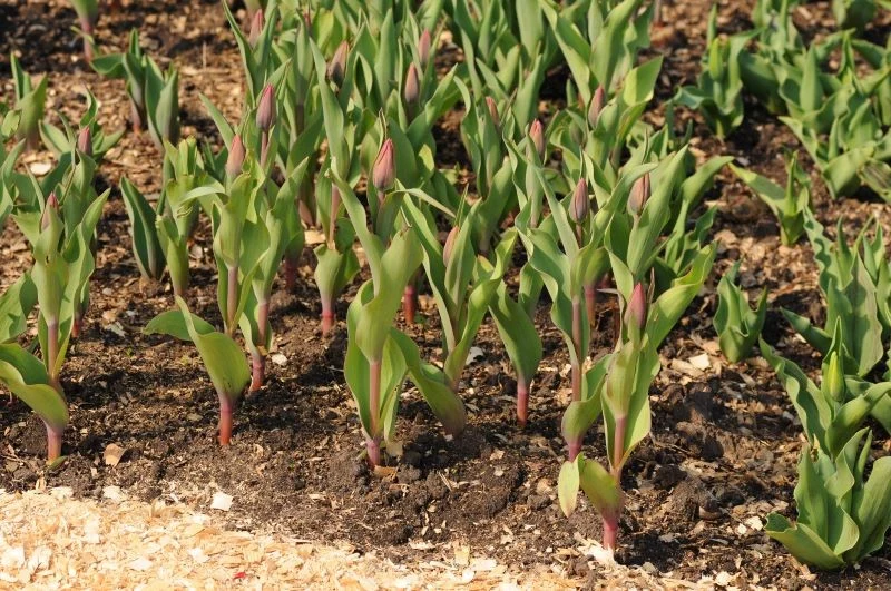 Jak przygotować tulipany do kwitnienia
