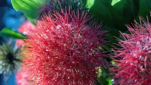 Krasnokwiat Katarzyny to efektowana roślina doniczkowa. Latem można wystawić ja na taras.