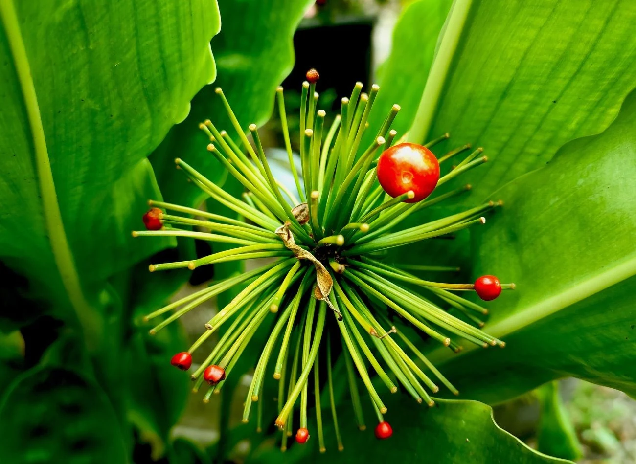 Po przekwitnięciu na pręcikach krasnokwiat wytwarza owoce przypominające czerwoną porzeczkę.