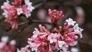 Zakwitające nawet w styczniu rośliny całoroczne na balkon i taras potrafią zupełnie odmienić szaroburą przestrzeń. To dzięki nim zimą również tętni kolorami.