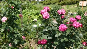 Co wziąć pod uwagę, szukając towarzystwa dla róż?