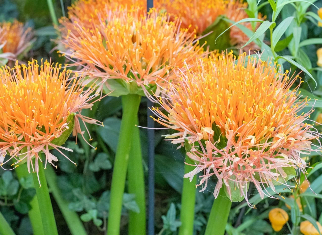 Krasnokwiat Katarzyny lubi pomieszczania ciepłe i widne, ale pozbawione bezpośredniego nasłonecznienia.