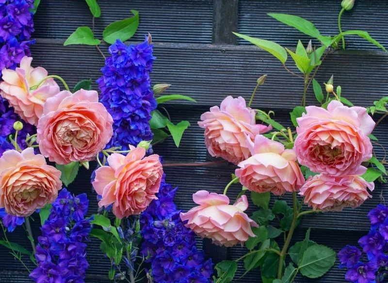 Dobrym sąsiadem dla róż jest ostróżka