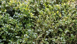 Ziemia okrzemkowa pomoże w walce z ćmą bukszpanową.