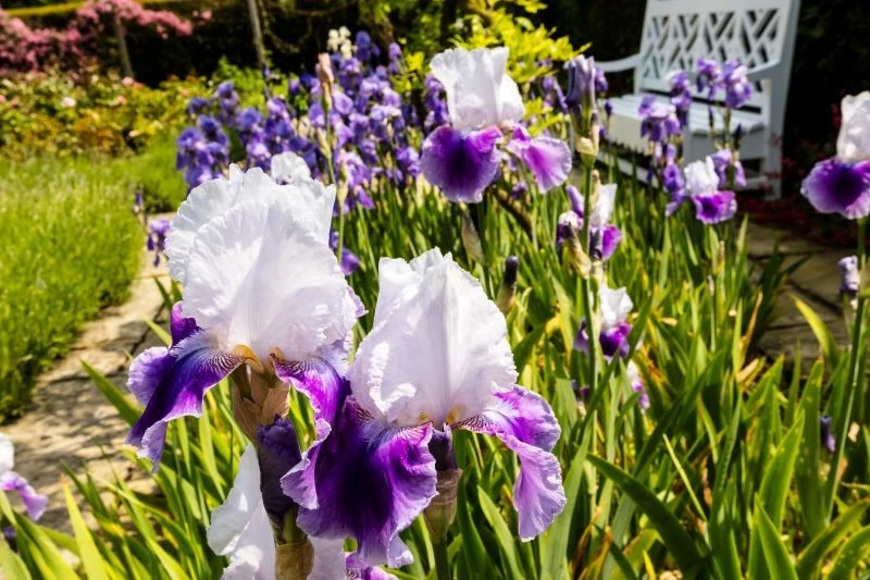 Co posadzić obok róż