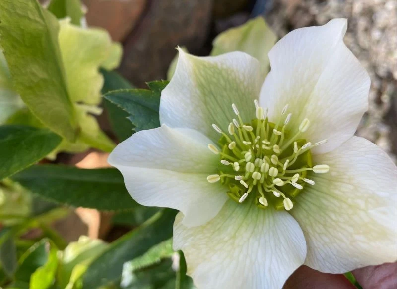 Białe ciemierniki to wyjątkowe rośliny, które w doniczkach zdobią balkon w ciągu zimy
