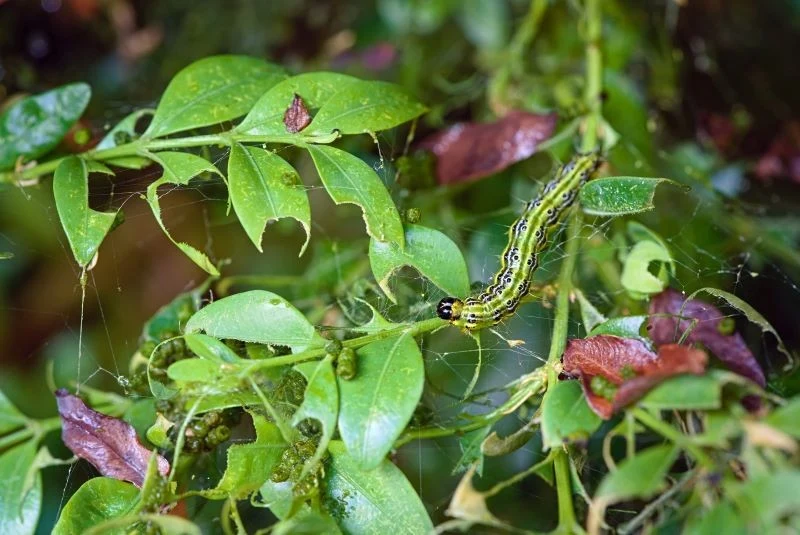 Ziemia okrzemkowa wykorzystywana jest w walce z wieloma szkodnikami, nie tylko ćmą bukszpanową