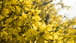 Jak pielęgnować forsycję, by długo i obficie kwitła? Podlewanie, nawożenie i cięcie forsycji