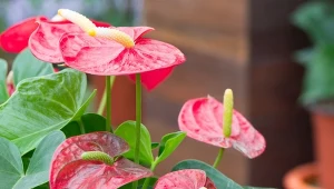 Jak przygotować nawóz z kaszy gryczanej? Najbardziej wartościowa dla roślin, w tym dla kwitnącego anturium, będzie... woda. Fot. PanuRuangjan/olgaman/CanvaPro