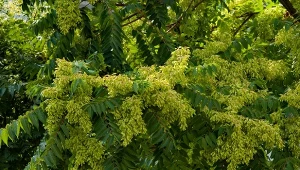 Rozrastający się bożodrzew gruczołowaty, zakazane drzewo, jest efektowną dekoracją, ale z łatwością osłabia i wybija inne rośliny.