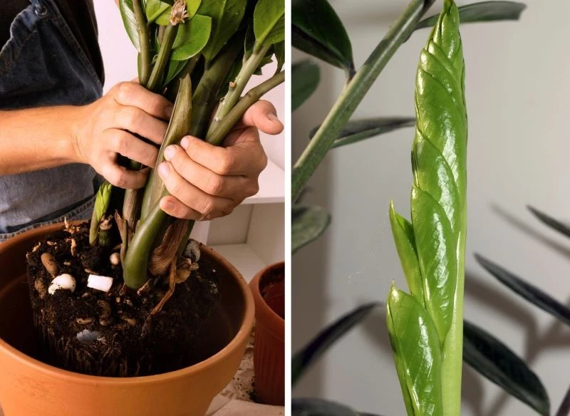 Zamiokulkas warto podlewać naturalnymi odżywkami również po przeniesieniu do nowej ziemi i większej doniczki