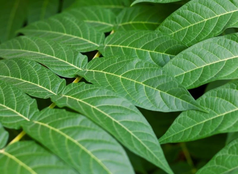 Pierzaste liście bożodrzewu pięknie wypełniają rozłożystą koronę nawet u młodego drzewa