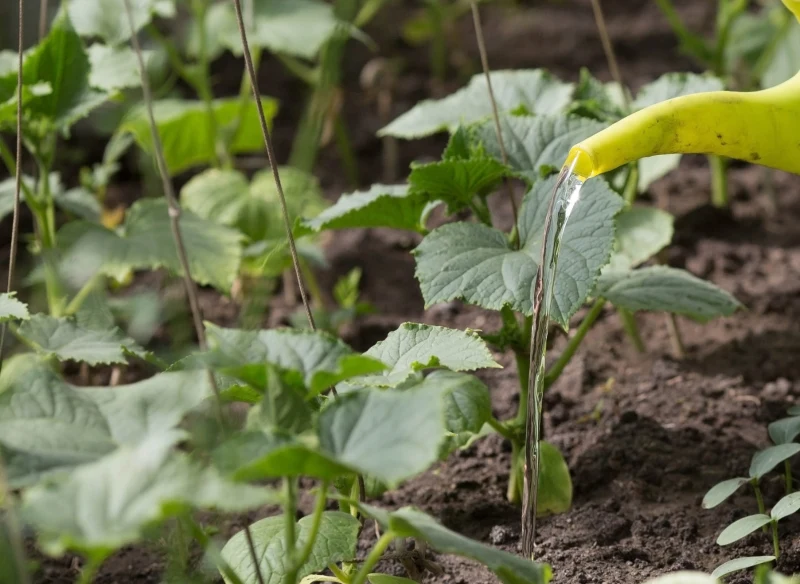 Esencję pozyskaną z nasion gryki warto wykorzystywać w ogrodzie przy szykowaniu zdrowej rozsady i przy późniejszym zasilaniu intensywnie rosnących ...