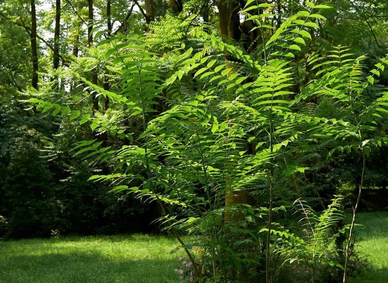 Bożodrzew gruczołowaty rozrasta się w szybkim tempie i przejmuje kontrolę nad zasobami, osłabiając okoliczne rośliny