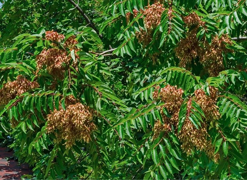 Rozrośnięta roślina wytwarza ogromną liczbę owoców, które z łatwością rozsiewają się po okolicy