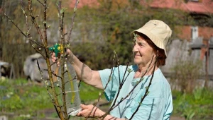Oprysk solą gorzką warto stosować w przypadku drzew owocowych.