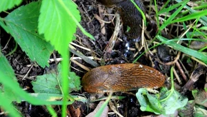 Ślimaki  budzą się z zimowego snu. Rozrzuć już przy grządkach, zobaczysz, ile ich masz w ogrodzie