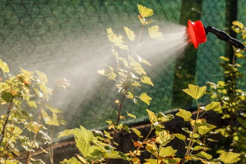 Solą gorzką warto opryskiwać krzewy owocowe