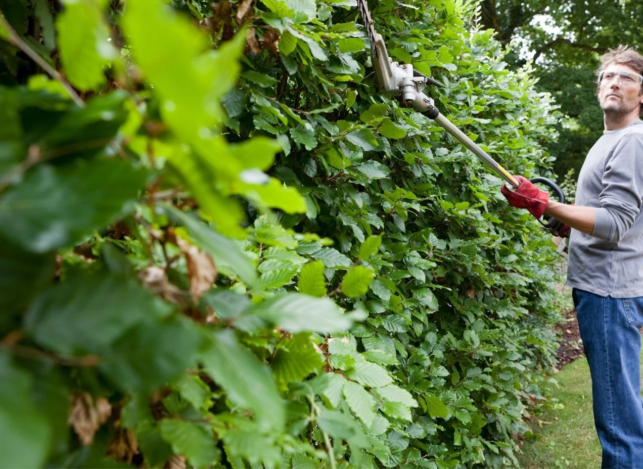 Na gęstość żywopłotu wpływa jego regularne przycinanie. Jak ciąć buk?