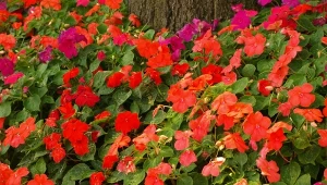 Zasypuje ogród kolorem aż do przymrozków. Niecierpek waleriana - siew, odmiany i uprawa