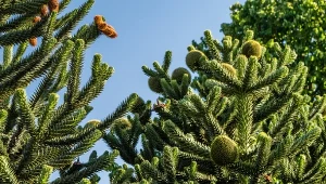 Araukaria to oryginalne drzewko do ogrodu i na balkon. Sprawdź, jakie czynniki pobudzają ją do wzrostu.