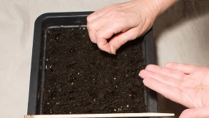 Zaprawianie nasion gwarantuje wyrównane wschody siewek.