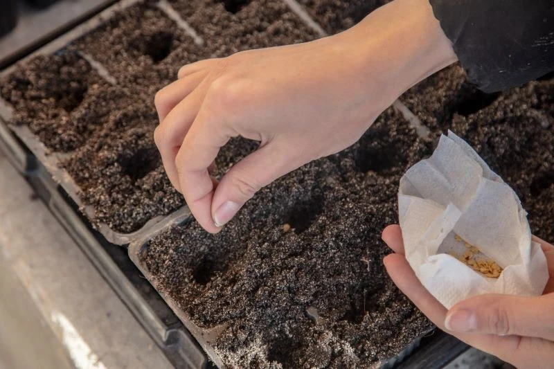 Do zaprawiania nasion w domu możemy wykorzystać jedną z czterech prostych metod