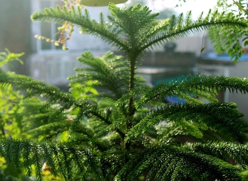 Araukaria zastępuje niekiedy drzewko świąteczne w niedużych mieszkaniach, a latem wnosi do wnętrz powiew egzotyki