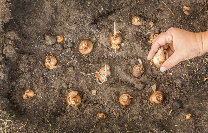 Zaprawiać warto nie tylko nasiona, ale także cebule, np