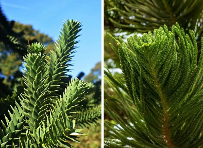 W Polsce najczęściej uprawiane są dwie odmiany: wyniosła i chilijska