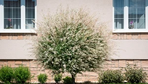 Drzewa szczepione na pniu – idealne rozwiązanie do małego ogrodu. Jakie wybrać?