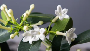 Stefanotis bukietowy wywodzi się z Madagaskaru. To piękna roślina doniczkowa.