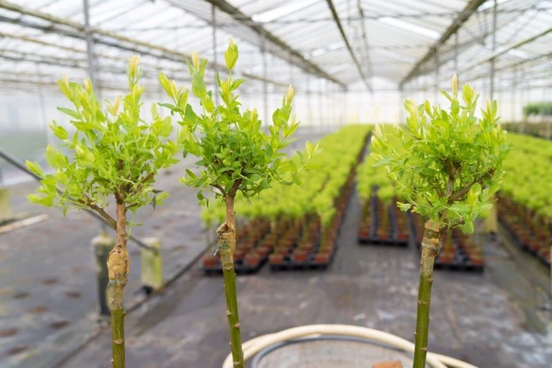 Szczepienie jest jednym ze sposobów rozmnażania roślin